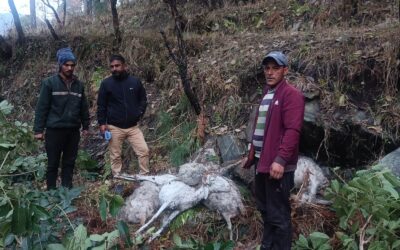 55 भेड़ों की ठंड के कारण मौत, राजस्व विभाग ने जिला प्रशासन को भेजी रिपोर्ट