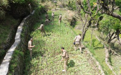 पुलिस ने 15 नाली भूमि पर उगी प्रतिबंधित अफीम की खेती की नष्ट