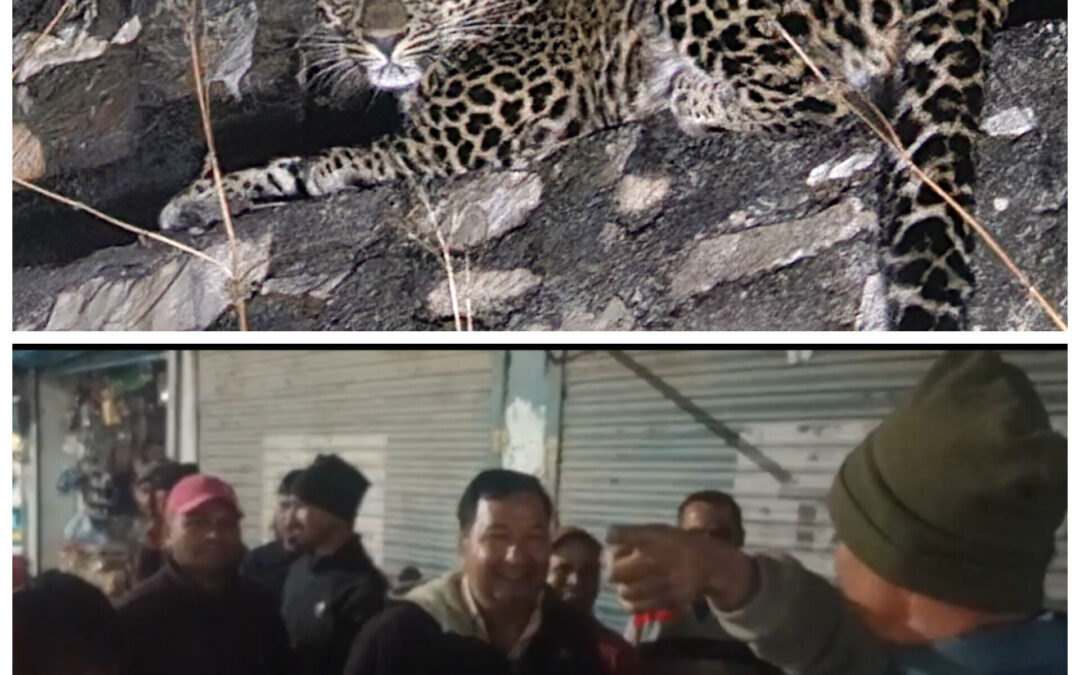 दिन के समय एक साथ घूम रहे तीन गुलदार, कुत्ते के पीछे भागा गुलदार मेडिकल स्टोर में हुआ कैद