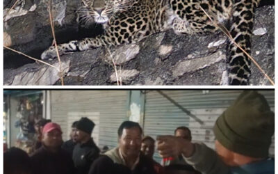 दिन के समय एक साथ घूम रहे तीन गुलदार, कुत्ते के पीछे भागा गुलदार मेडिकल स्टोर में हुआ कैद